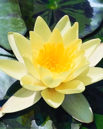 Thompson and Morgan Nymphaea Waterlily Marliacea Chromatella Hardy Aquatic Pond Plant with Primrose Yellow Flowers, 2 x 1 L Pots