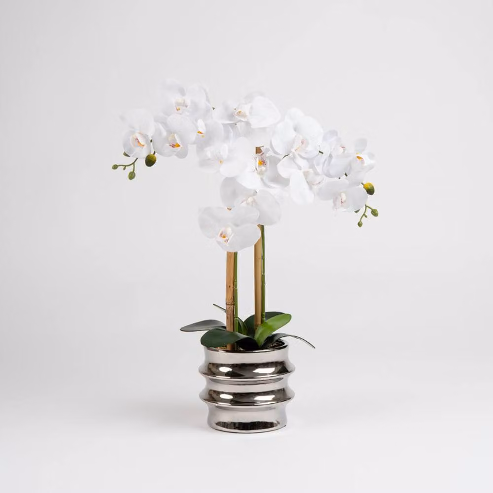 Scottish Everlastings Ltd White Orchid in a Silver Ceramic Pot, Height: 54 cm – 2