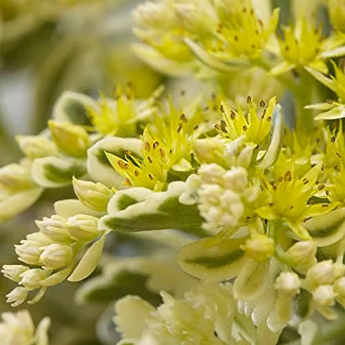 Thompson & Morgan Sedum Takesimense Atlantis Hardy Perennial with Yellow Blooms, 9cm Potted Plants