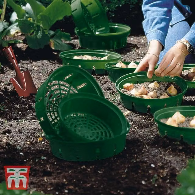 Thompson & Morgan Green Flower Bulb Hanging Basket Planter