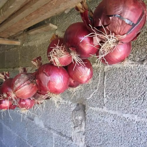 Thompson & Morgan Redrover F1 Red Onion Seeds, 150 Seeds – 2