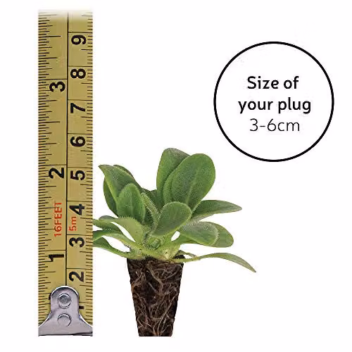 Thompson and Morgan Doronicum caucasicum Little Leo Yellow Flowering Hardy Perennial Garden Plants, 6 Plug Plants – 4
