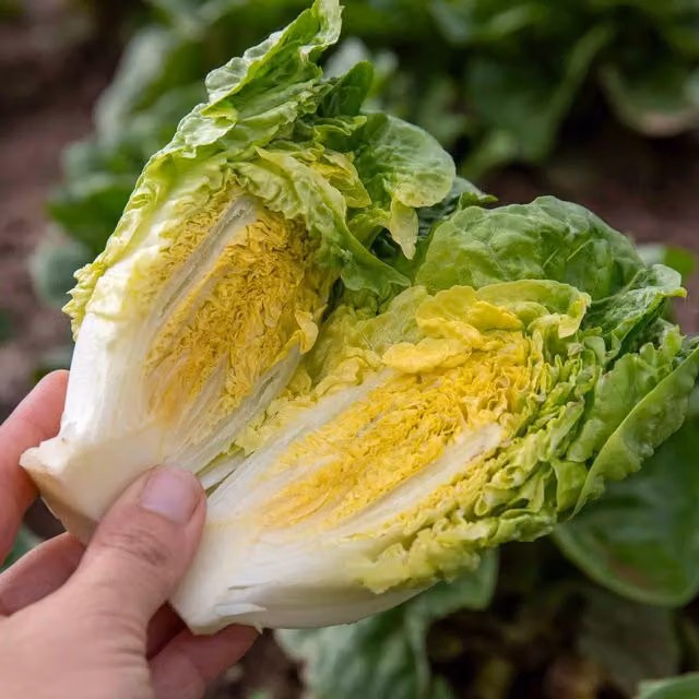 Marshalls Little Gem Lettuce Vegetable Seeds, 1g Pack (1700 Seeds)