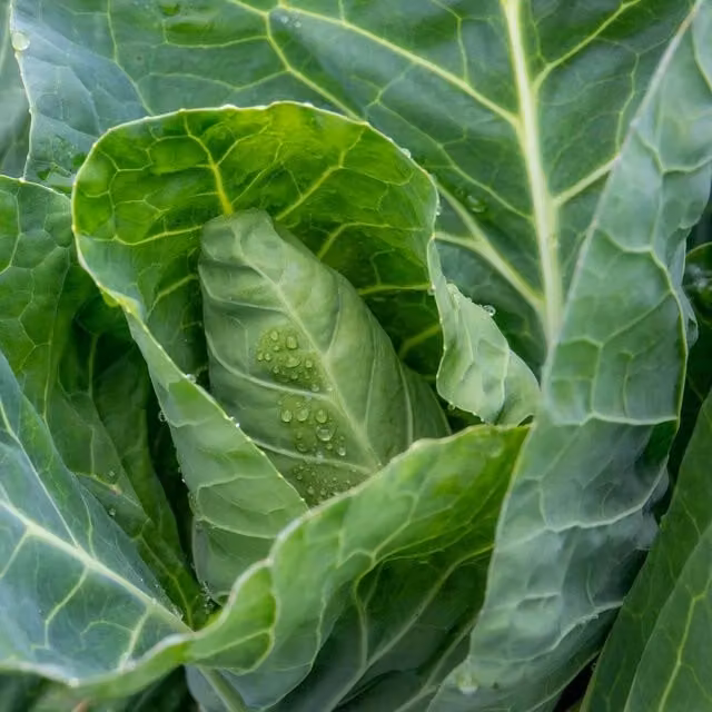 Marshalls Garden Greyhound F1 Cabbage Seeds, Early-Maturing Pointed Heads, 500 Pack