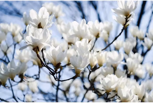 Direct Plants Magnolia Stellata Ornamental Tree with White Flowers, 7.5 L Pot
