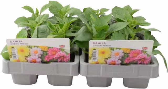 Plants by Post Dahlia Bedding Plants, Multicolour and Bronze, 12 Plants