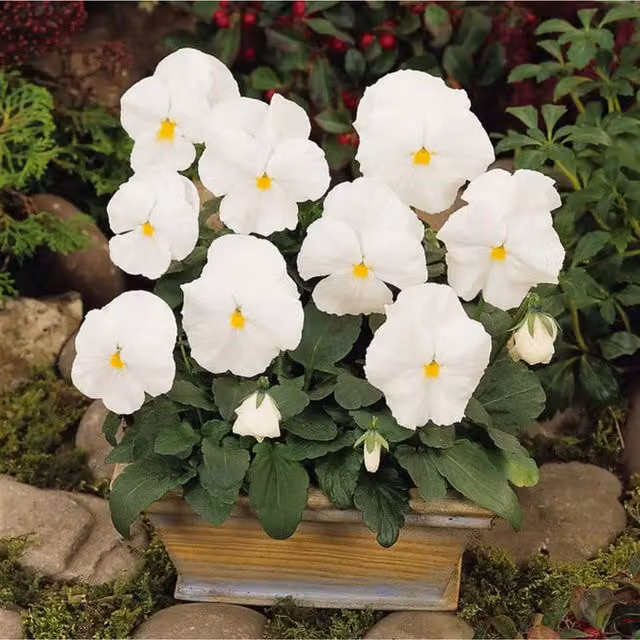 Plants by Post 12 White Pansy Garden Ready Bedding Plants