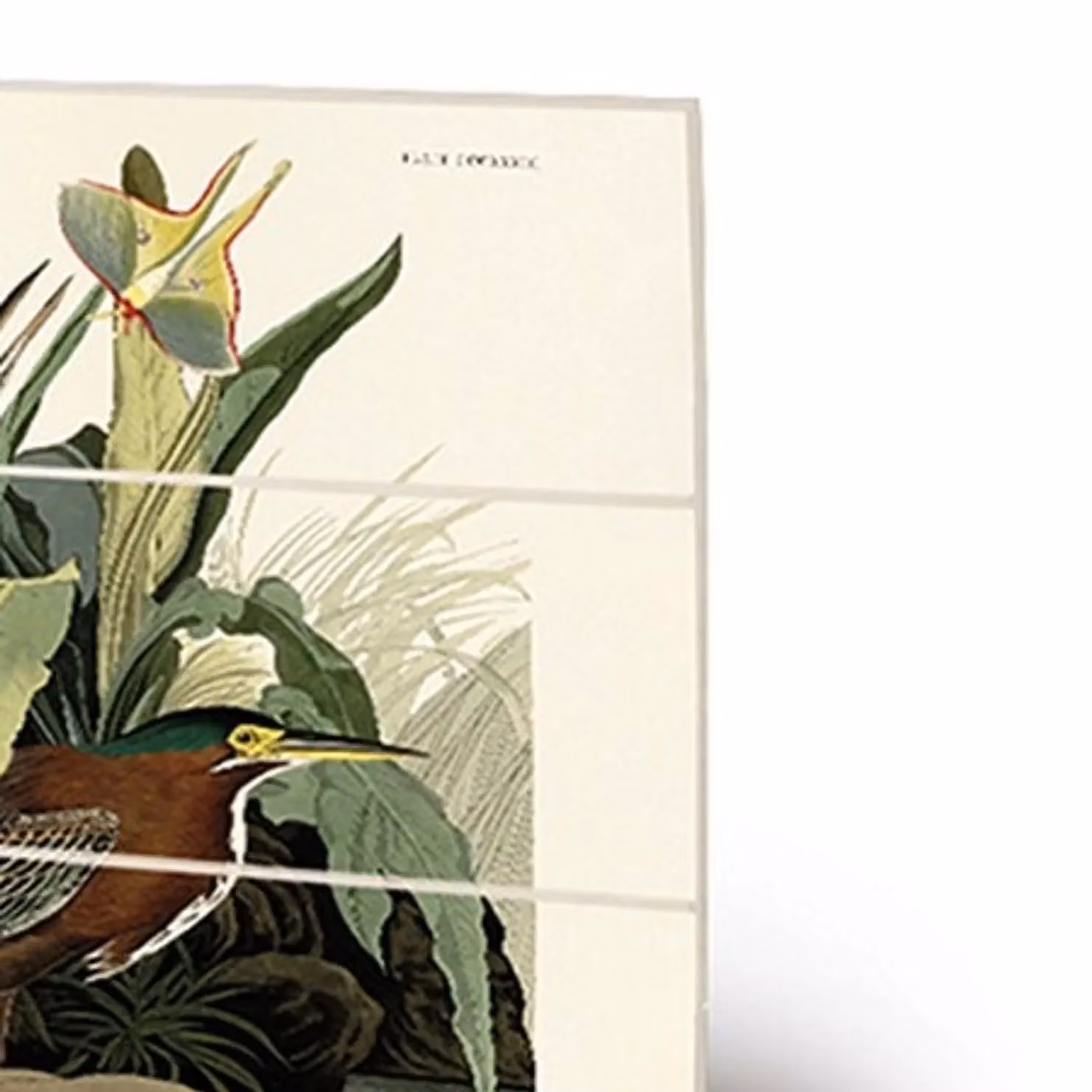 John James Audubon Green Heron Multicolour Wood Print Illustration – 2