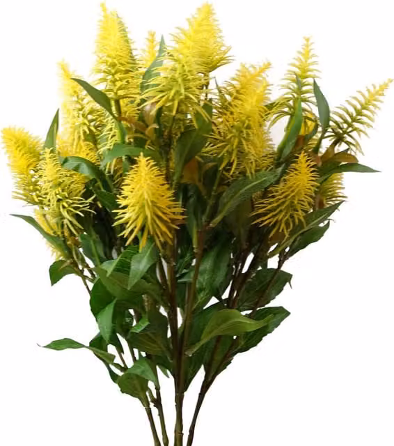 Yellow Callistemons Pallidus Bottle Brush Floral Stems with Leaves