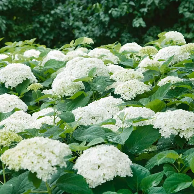 Marshalls Garden White Annabelle Hydrangea Ornamental Shrub