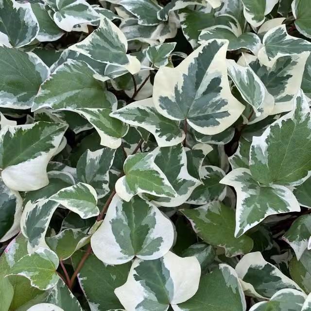 Plants By Post Hedera canariensis Gloire De Marengo Variegated Climber, Green and Cream Foliage