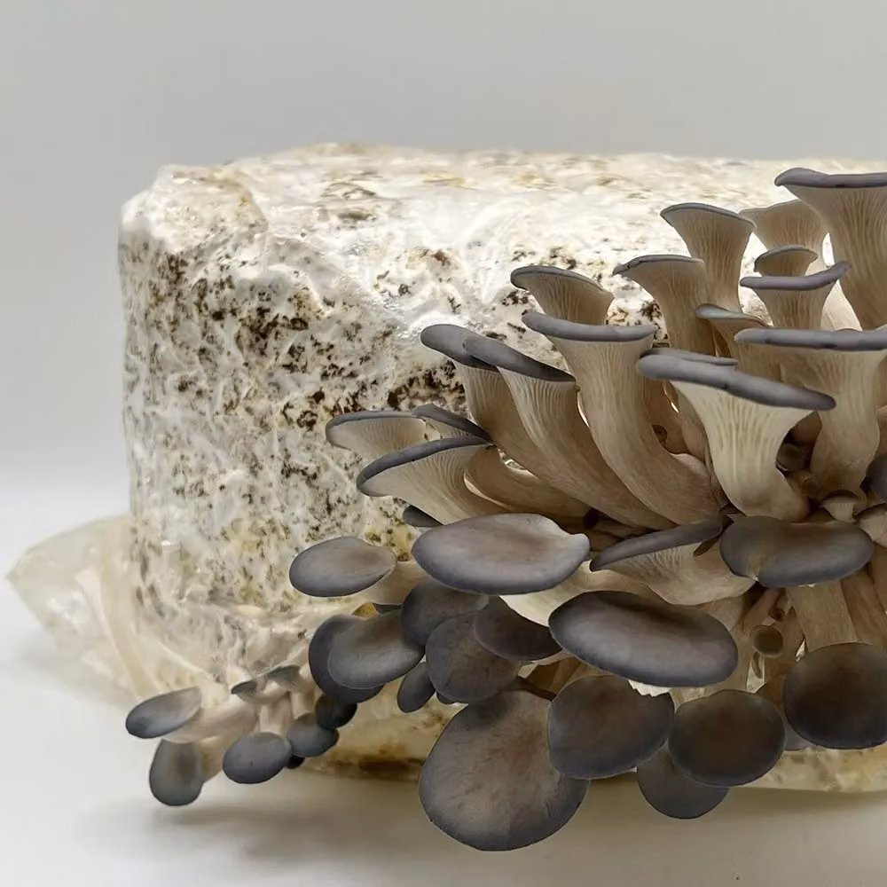 Plant Theory Grey Oyster Mushroom Grow Your Own Outdoor Log Dowel Kit – 2