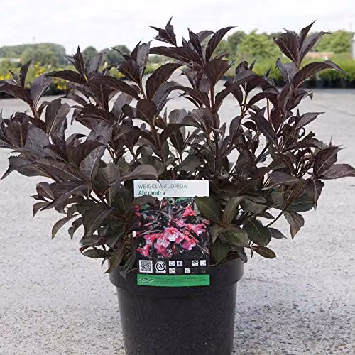 Thompson & Morgan Hardy Perennial Weigela Alexandra Pink and Purple Flowering Ornamental Shrub in a Pot – 2