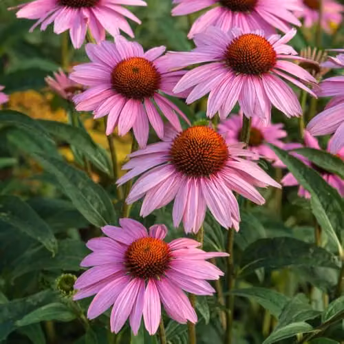 Thompson & Morgan Echinacea purpurea Rubinstern Pink Coneflower Perennial, Pack of 2 x 9cm Pots – 2