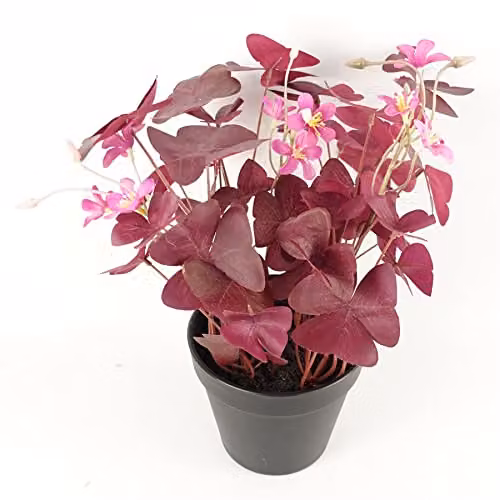 Leaf UK Realistic Purple Shamrock Artificial Potted Plant with Pink Flowers, Height: 30 cm – 3