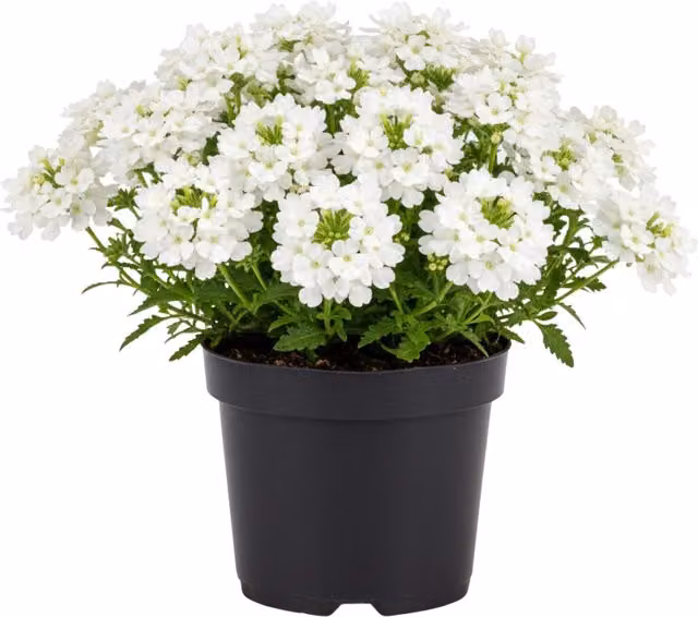 Plants By Post Verbena Lanai Up White Potted Bedding Plants, 3 or 6 Pack