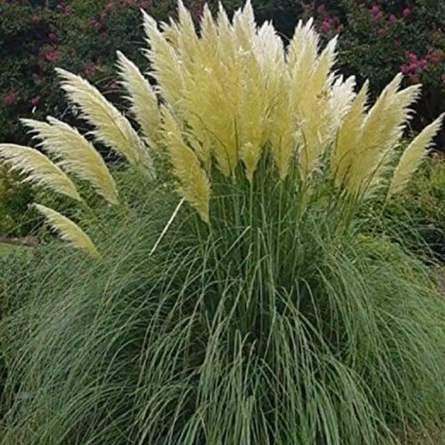 Direct Plants Cortaderia Selloana White Pampas Grass Perennial Plant in a 3 Litre Pot