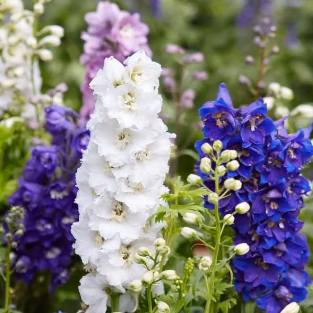 Thompson & Morgan Ultimate Autumn Planting Perennial Collection of Mixed Colour Ornamental Garden Plants