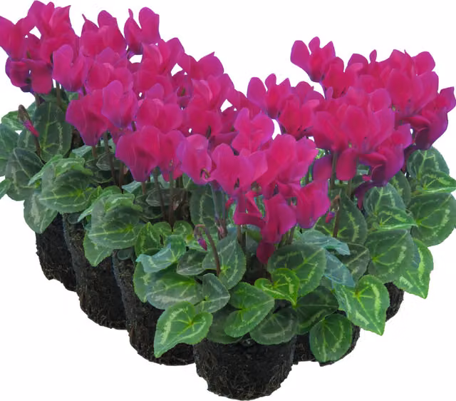 Plants by Post Purple Cyclamen Perennial Outdoor Ornamental Plant, Pack of 6