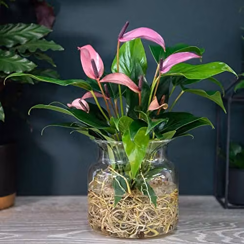 Thompson and Morgan Anthurium Aqua Pink Flowering House Plant in a Clear Glass Vase, 1 x 14cm Pot