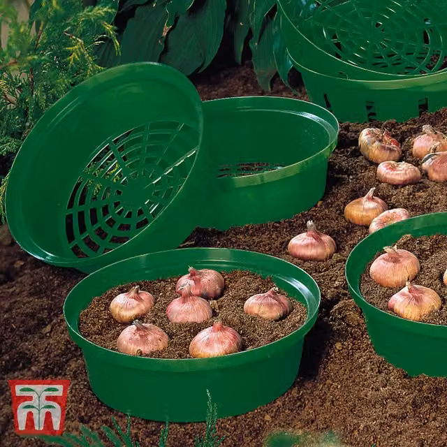 Thompson & Morgan Green Hanging Basket Planter for Easy Planting of 3 Flower Bulbs