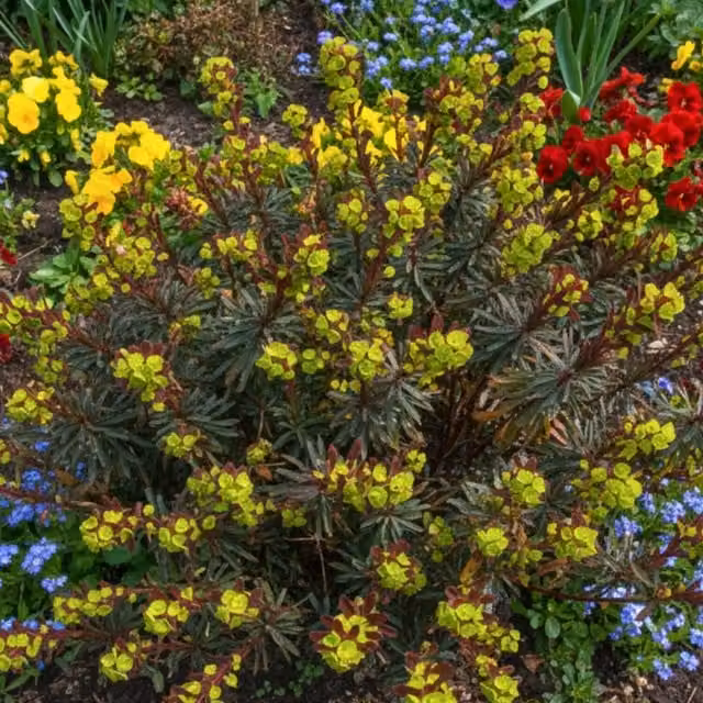 Plants By Post Euphorbia Purpurea Evergreen Perennial in Purple, Green and Yellow, 2L