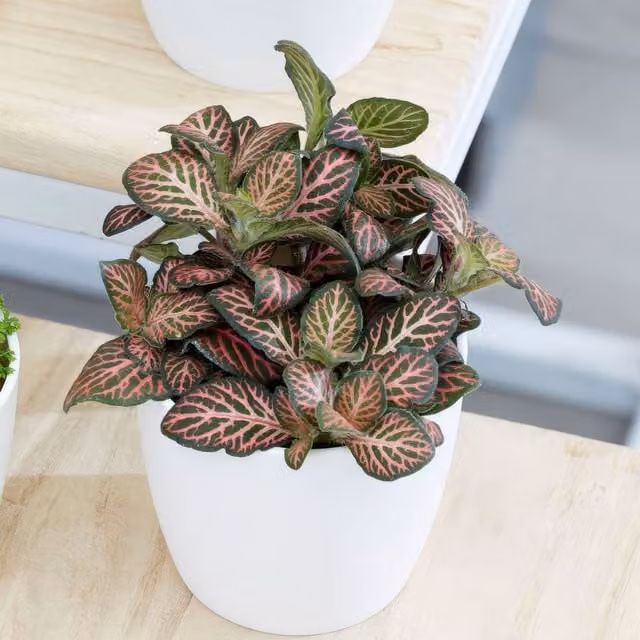 Plant Theory Fittonia Snakeskin Indoor Potted Plant in a 6cm Green Pot