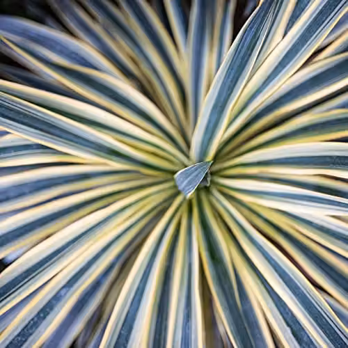 Thompson and Morgan Cordyline Australis Torbay Dazzler Cabbage Palm Hardy Ornamental Shrub, 3 x 9cm Potted Plants – 1