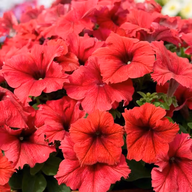 Plants by Post Red Petunia Bedding Plants, 2 x 1L Pots