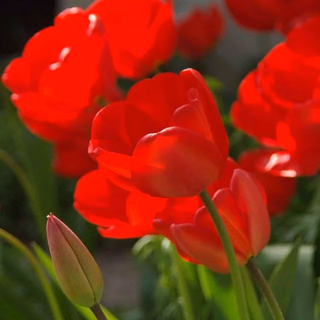 Marshalls Garden Tulip Red Impression Bulb