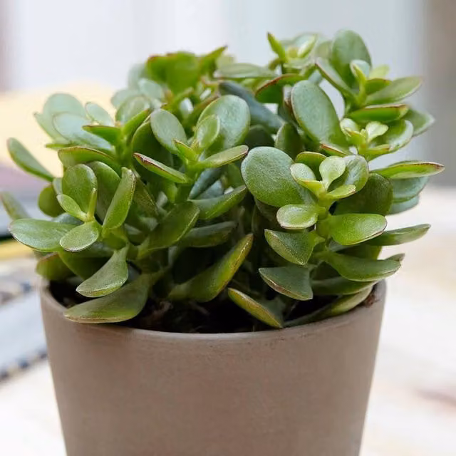 Primrose Crassula Ovata Jade Money Tree Succulent in a Green 12 cm Pot