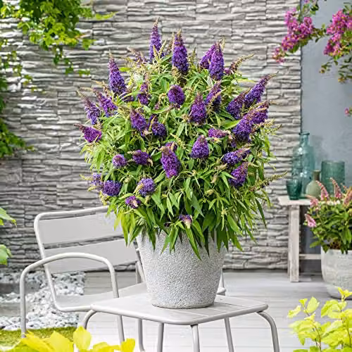 Thompson and Morgan Buddleja davidii Dwarf Compact Butterfly Candy Little Purple Hardy Shrub, 9cm Potted Plant – 1