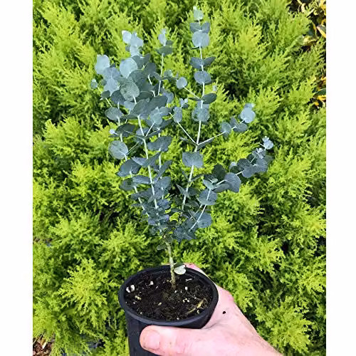 Thompson and Morgan Eucalyptus Azura Cider Gum Hardy Ornamental Tree, 2 x 9cm Potted Plants, Silver Blue Green – 5