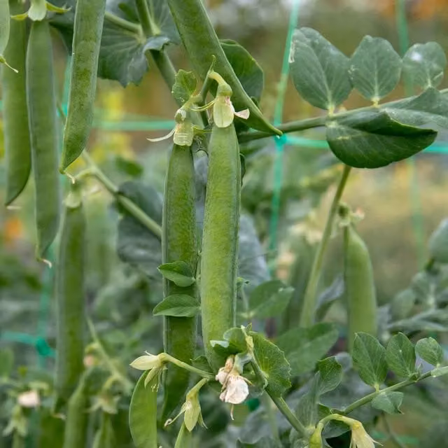 Marshalls Hurst Green Shaft Pea Seeds, 300 Seeds, Green