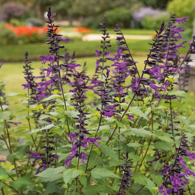 Marshalls Salvia Amistad Hardy Purple Perennial Plant