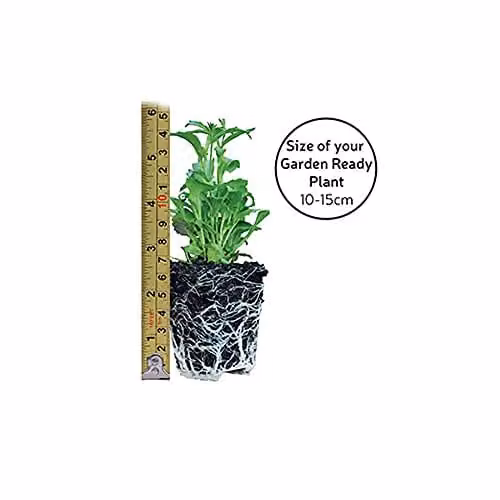 Thompson and Morgan Hollyhock Chaters Double Garden Plants, 12 Multicolour Hardy Perennials – 2