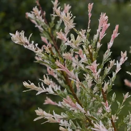 Thompson and Morgan Salix Integra Hakuro-nishiki Flaming Shrimp Standard Hardy Ornamental Shrub, 80cm Stem, 21cm Pot, Pink, Purple and Silver – 2