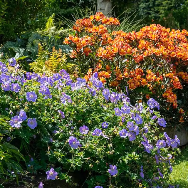 Marshalls Garden Geranium Rozanne Hardy Perennial with Blue and White Blooms, 9cm Pot