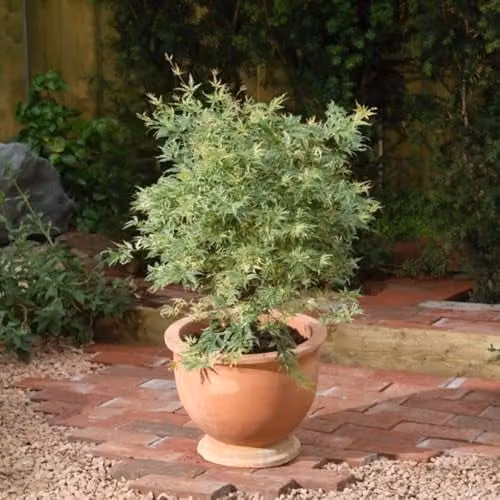 Thompson and Morgan Acer palmatum Butterfly Variegated Japanese Maple with Cream and Pink Margins, 3 Litre Pot – 1
