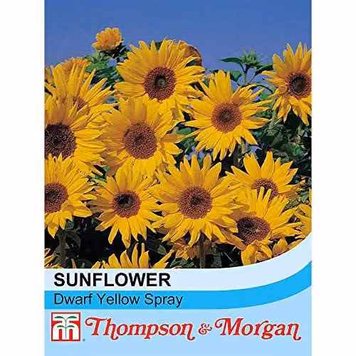 Thompson and Morgan Dwarf Yellow Spray Sunflower Seeds (30 Seeds) – 2