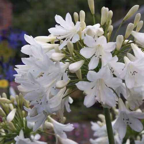 Thompson and Morgan Agapanthus Arctic Star White African Lily Hardy Perennial, 2 x 9cm Pots