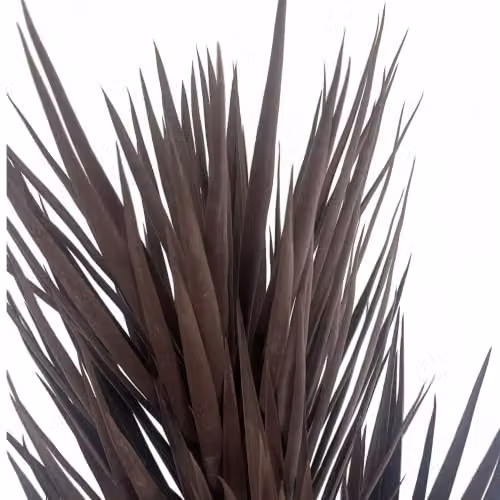 Leaf Design UK Artificial Yukka Tree, Dark Red Brown and Dark Brown, Height: 155 cm – 3