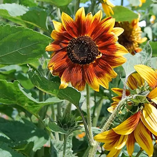 Thompson and Morgan Sunflower Helianthus annuus 'Harlequin' F1 Hybrid Bi-Coloured Seeds, 20 Seeds per Packet – 3