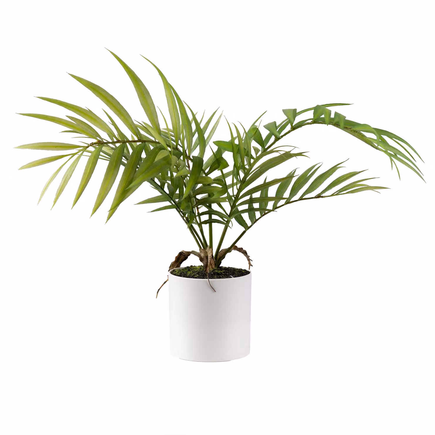 Scottish Everlastings Ltd Green Fern Tree in a White Plastic Pot, Height: 40 cm – 2