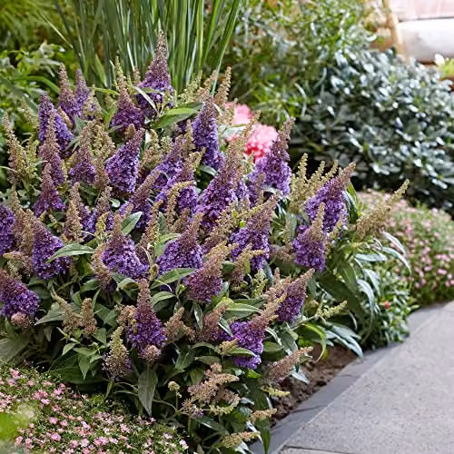 Thompson and Morgan Buddleja davidii Dwarf Compact Butterfly Candy Little Lila Lilac Flowering Hardy Shrub, 1x 9cm Potted Plant – 2