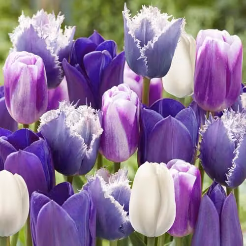 YouGarden Paradise Purple Tulip Mix, 20 Early Spring Flowering Bulbs