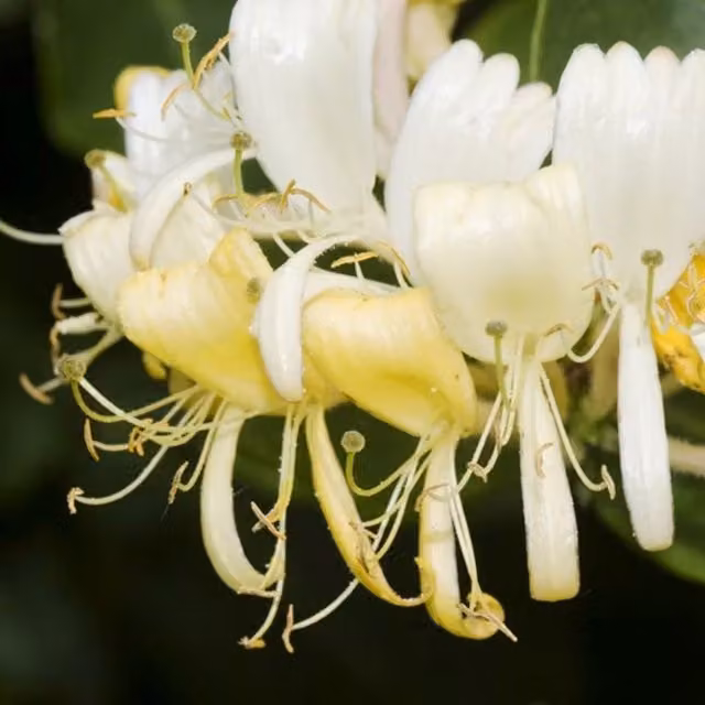 Plant Theory Lonicera Periclymenum Heaven Scent White Flowering Climber Vine Plant, Green