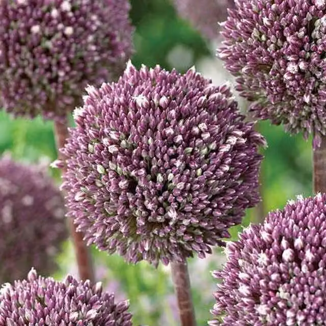 Plants By Post Allium Summer Drummer Bulbs, Purple and White, Pack of 10