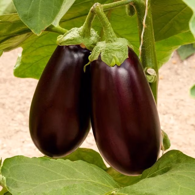 Marshalls Genie Aubergine Seeds, 15 Seeds for Patio and Greenhouse Growing, Purple and Green Variety