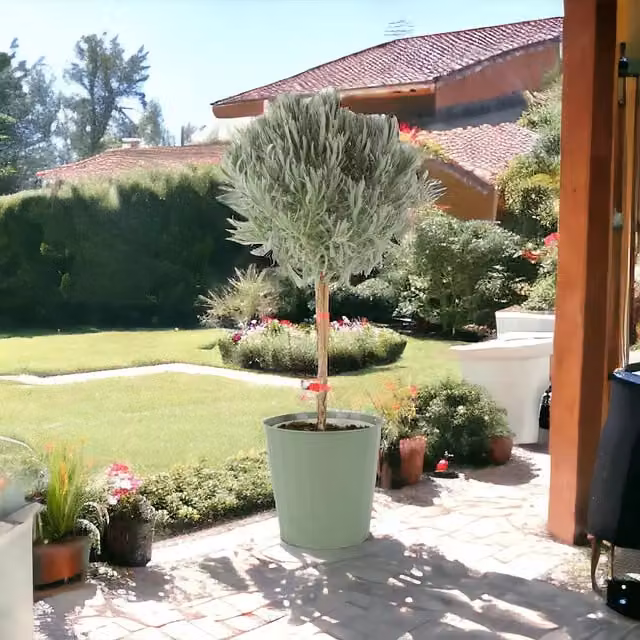 Plants by Post Lavender Tree Quarter Standard Fragrant Patio Plant, Green and Purple, 3 Litre